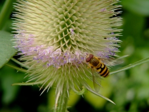 teasel and hover